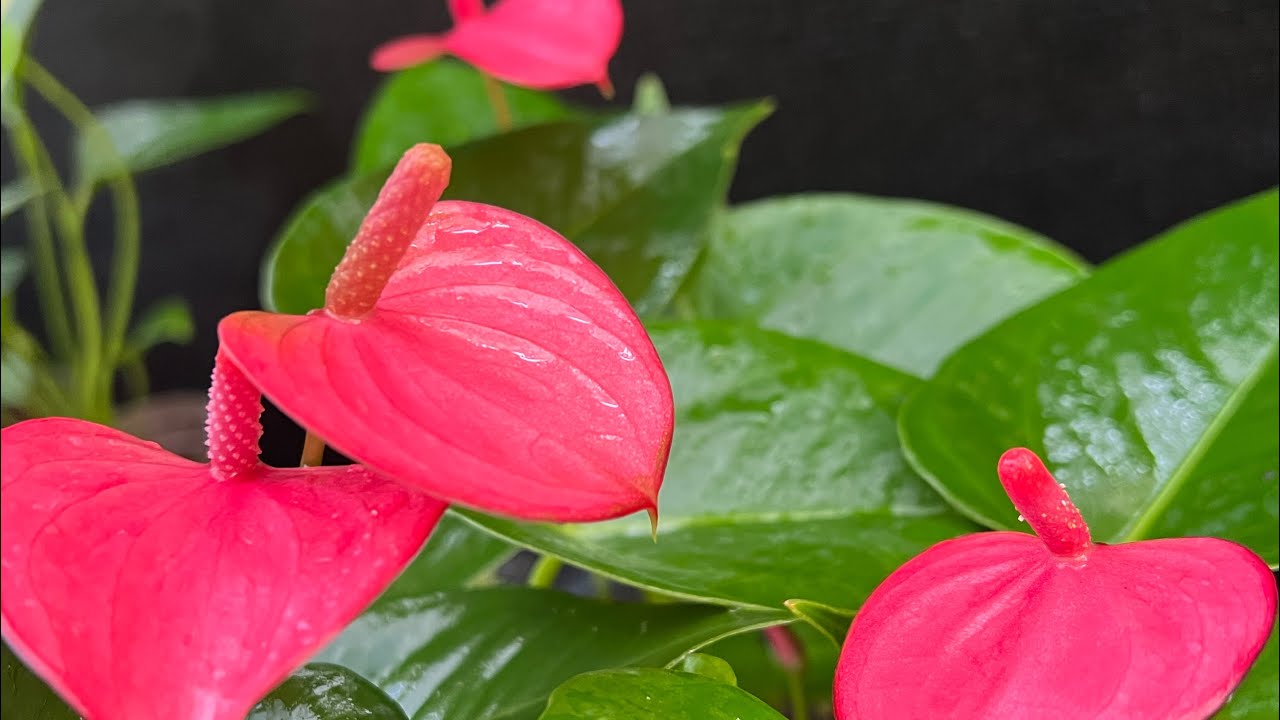 රෝස බෝලයො මව්ශාක 3ක් ඕනිද