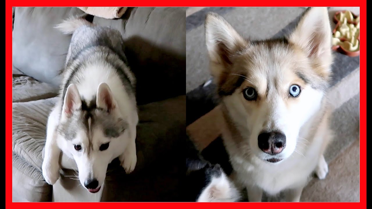 CRAZY DOGS WANT DINNER
