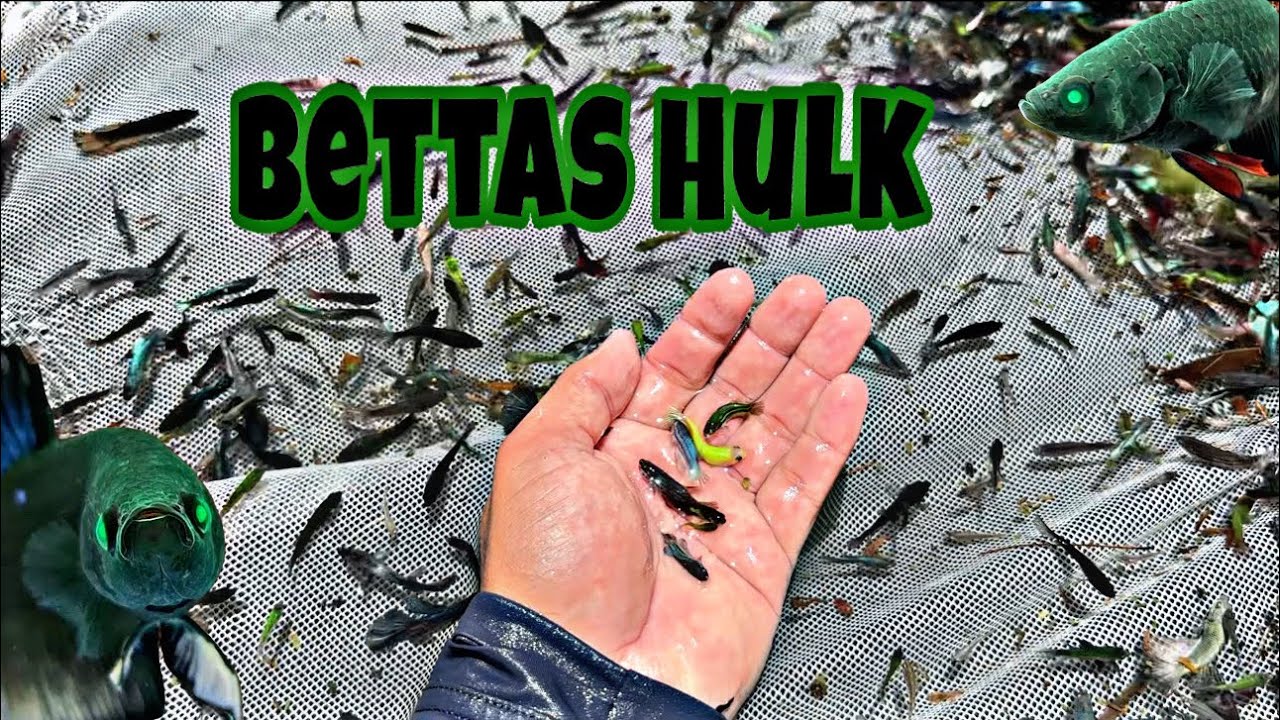 ¿POR QUÉ LAS CRÍAS DE BETTAS CRECEN DISPAREJAS? | Zaca Bettas 