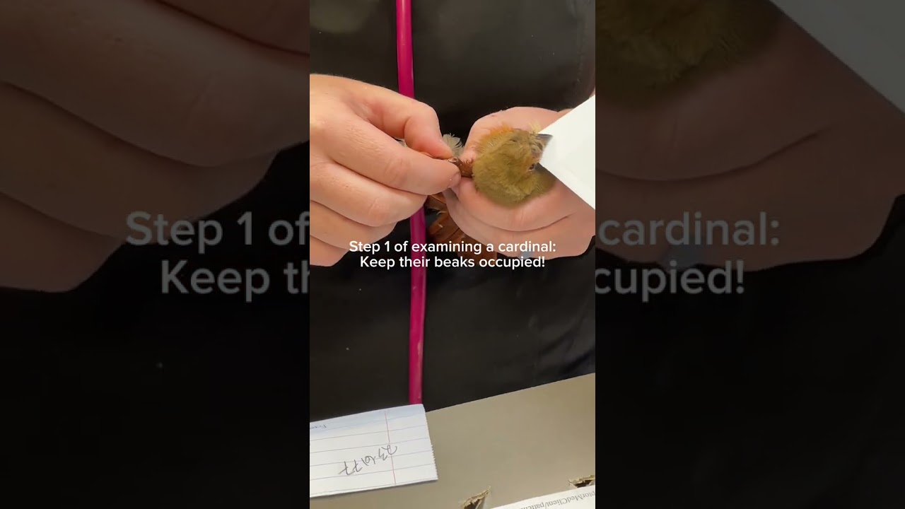 Rehabber's Trick for Cardinal Songbirds