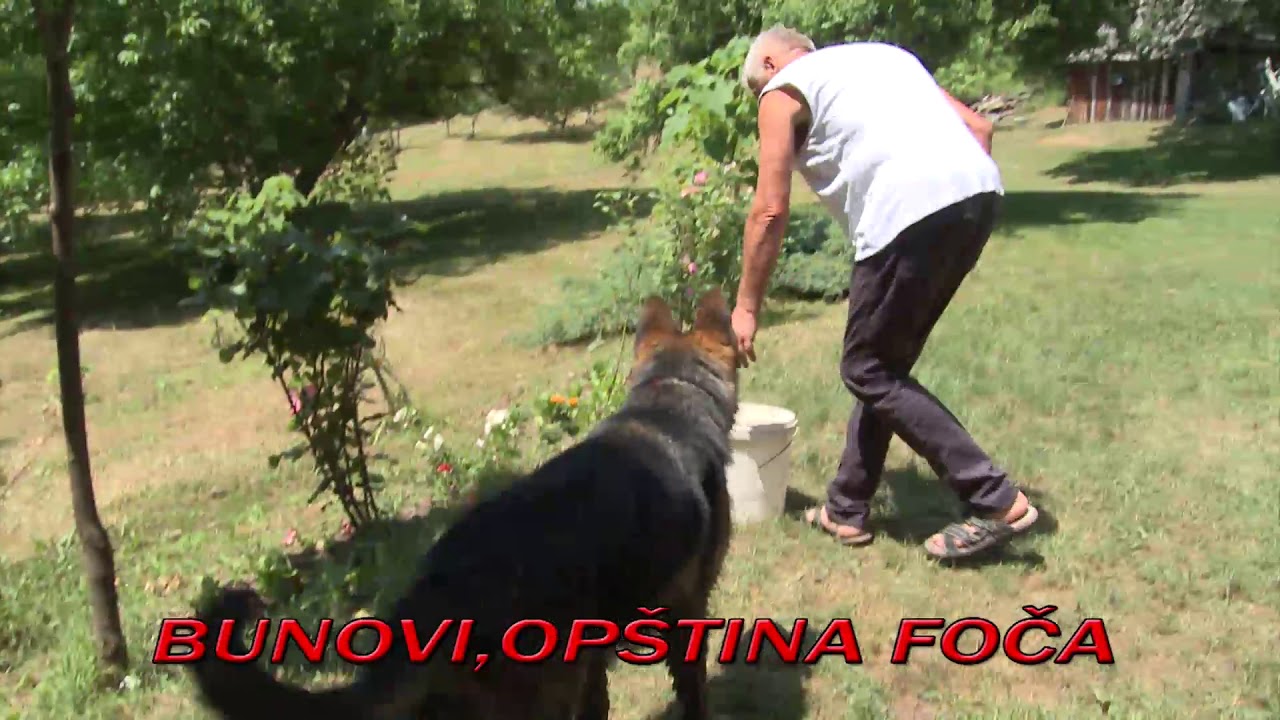 Bunovi Foca