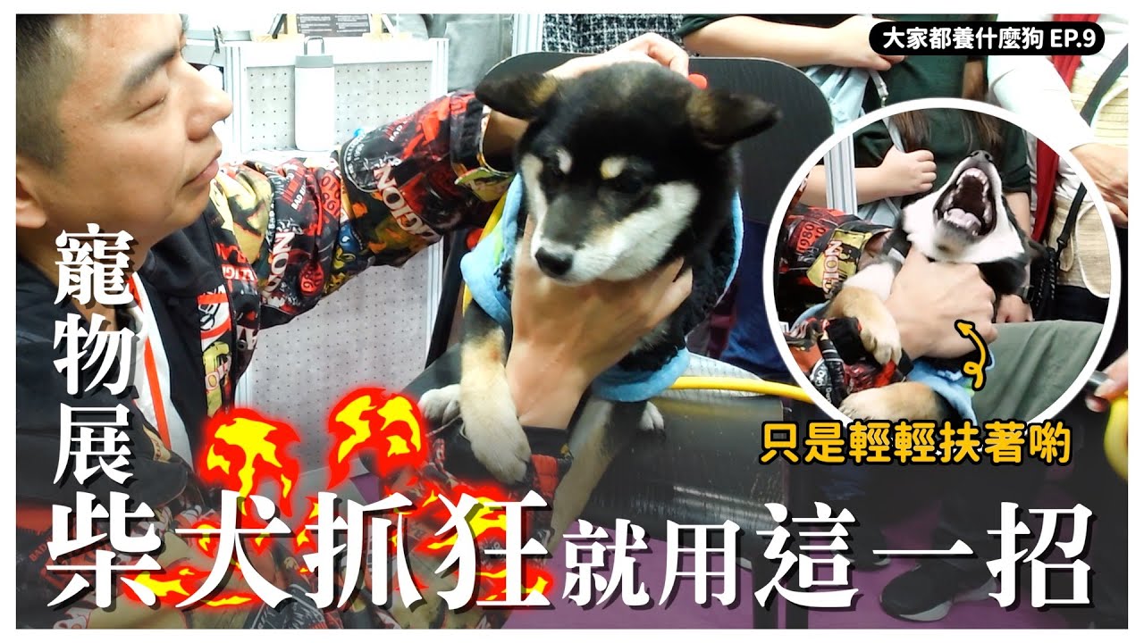 熊爸一招安撫抓狂黑柴！台北寵物展『大家都養什麼狗』EP.9｜熊爸估狗