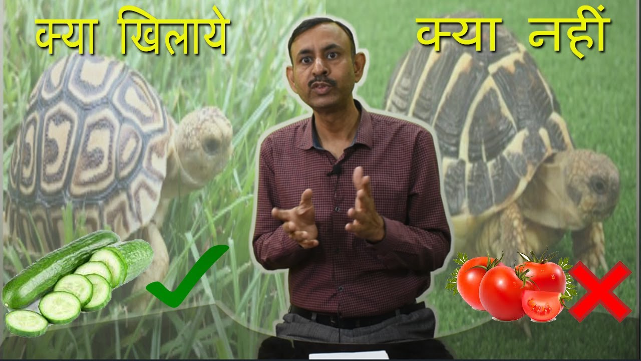 जमीनी कछुओ को क्या खिलाये और क्या ना खिलाये || Dr Nagender Yadav