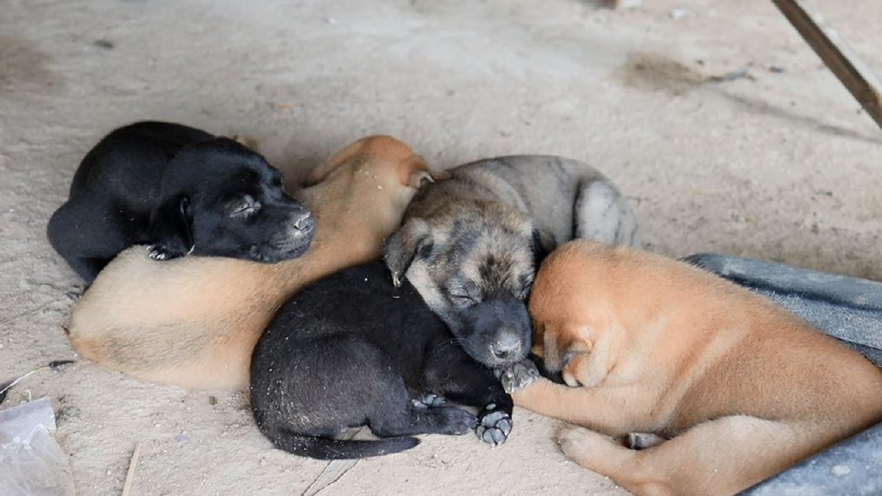 Newborn Puppies Sleep Together in the Cutest Way Possible