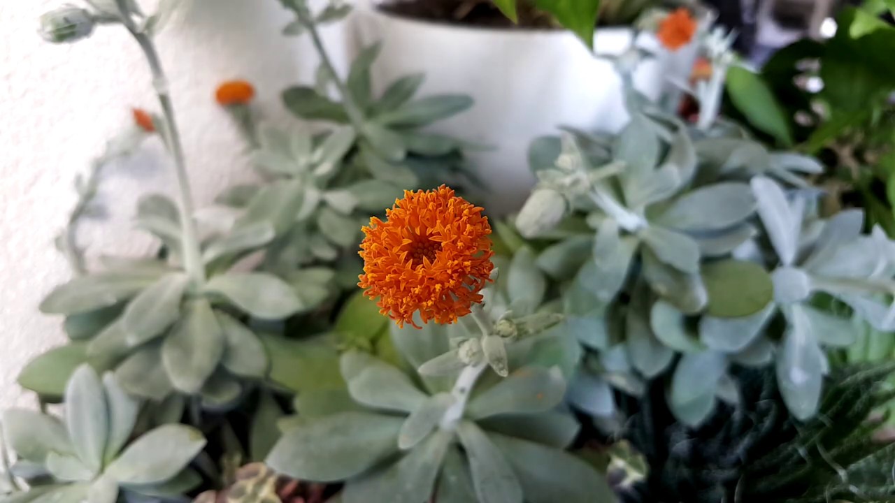 Blooming Senecio Fulgens Timelapse