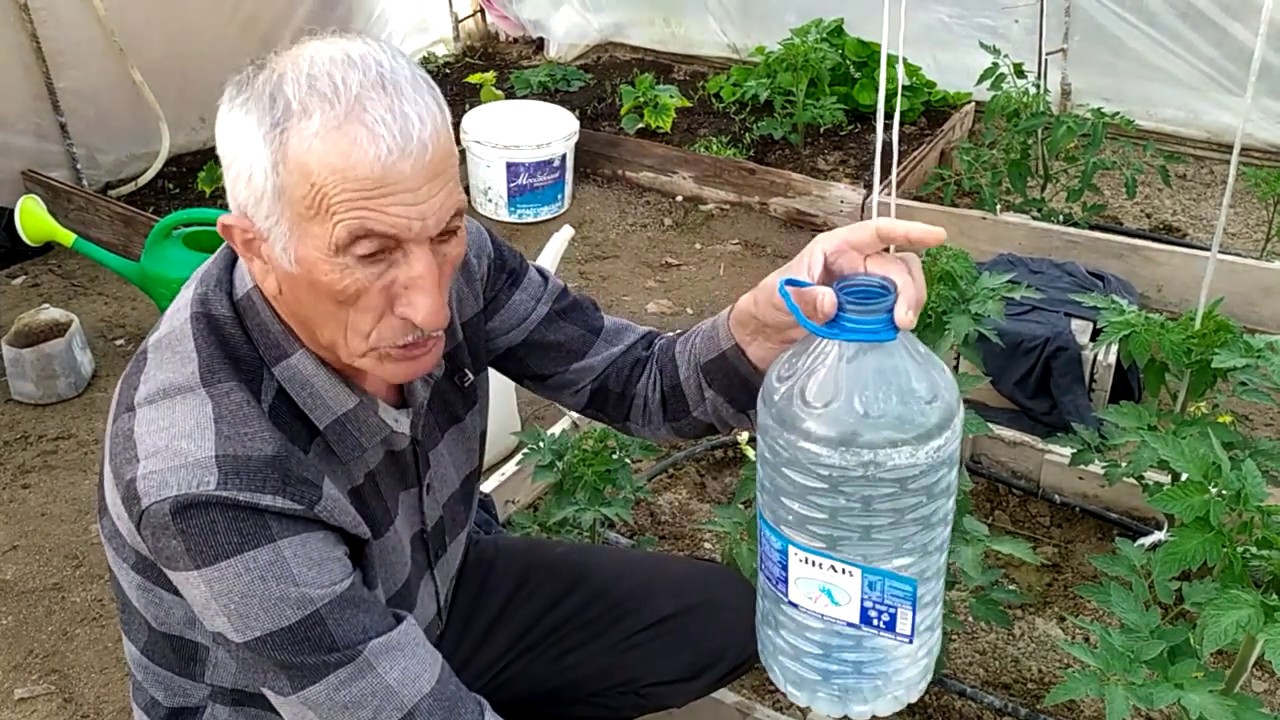 Pomidor üçün ən yaxşı qida.