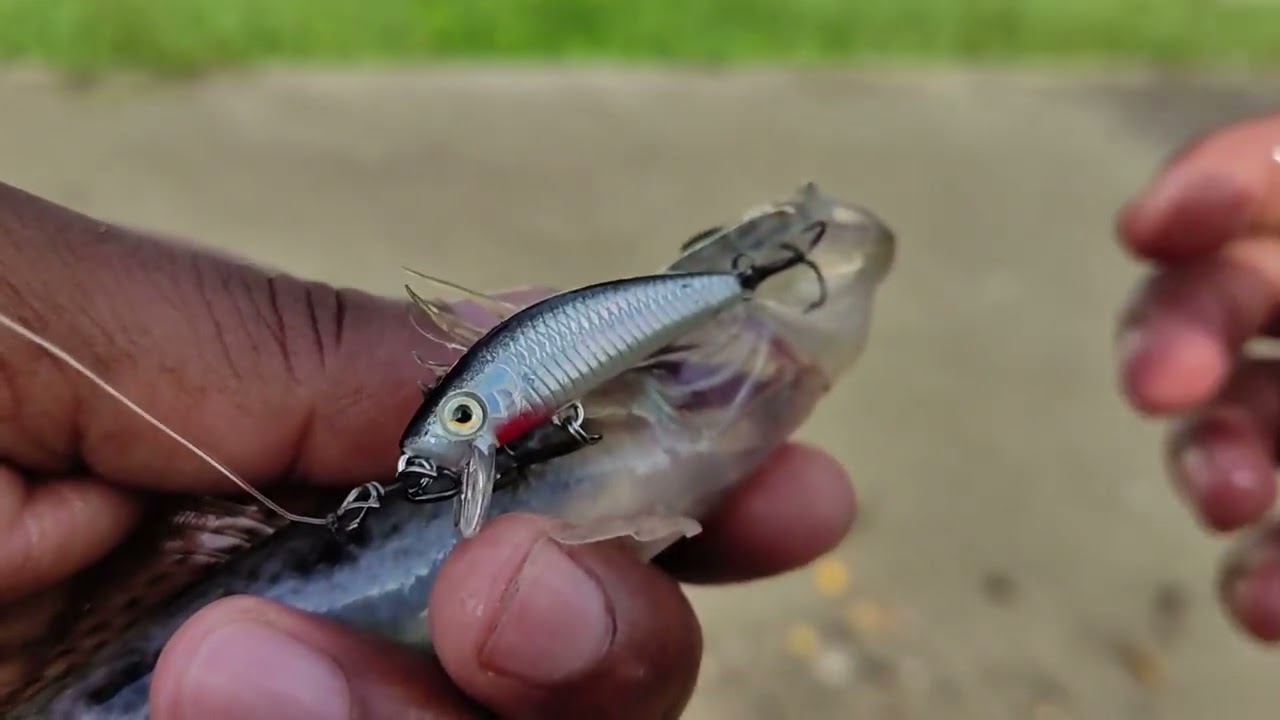 മീനുകളുടെ മനംമയക്കും കുഞ്ഞൻ ലൂർ | Ultralight Fishing | IFIF | Fishing Malayalam