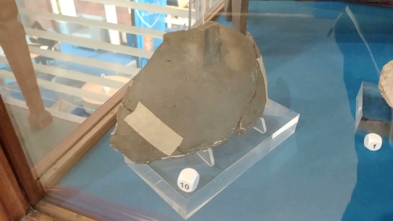 Hippo skull and other artifacts in Ludlow museum Shropshire UK. 23 Feb 2026 14:21