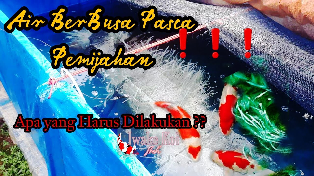 PENGGANTIAN AIR SETELAH PEMIJAHAN | PENTING ‼️ | AGAR LARVA KOI SEHAT