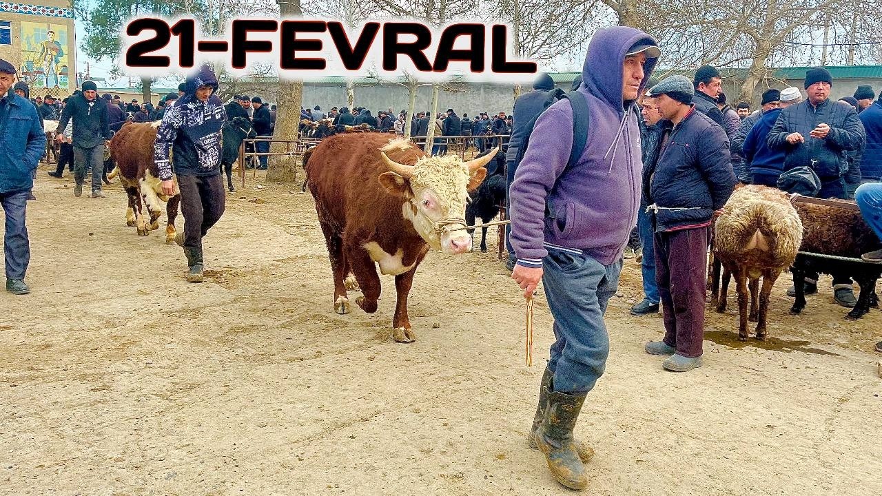  REAL SOTILGAN VA QAYTGAN NARXLARI UCHKO'PRIK CHORVA BOZORIDAN 😱🔥