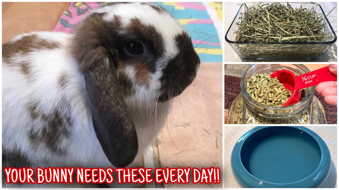 Your Bunny NEEDS These Things Every Day To Stay Happy and Healthy | The Daily Needs Of A Rabbit!