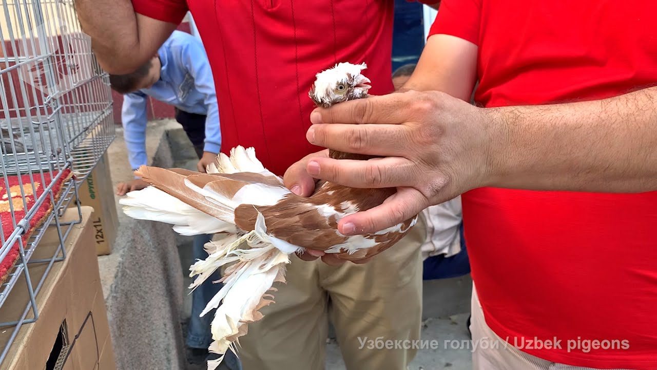 Птичий рынок г. Ташкент - ГОЛУБИ (18.09.2021) / Uzbek Pigeons