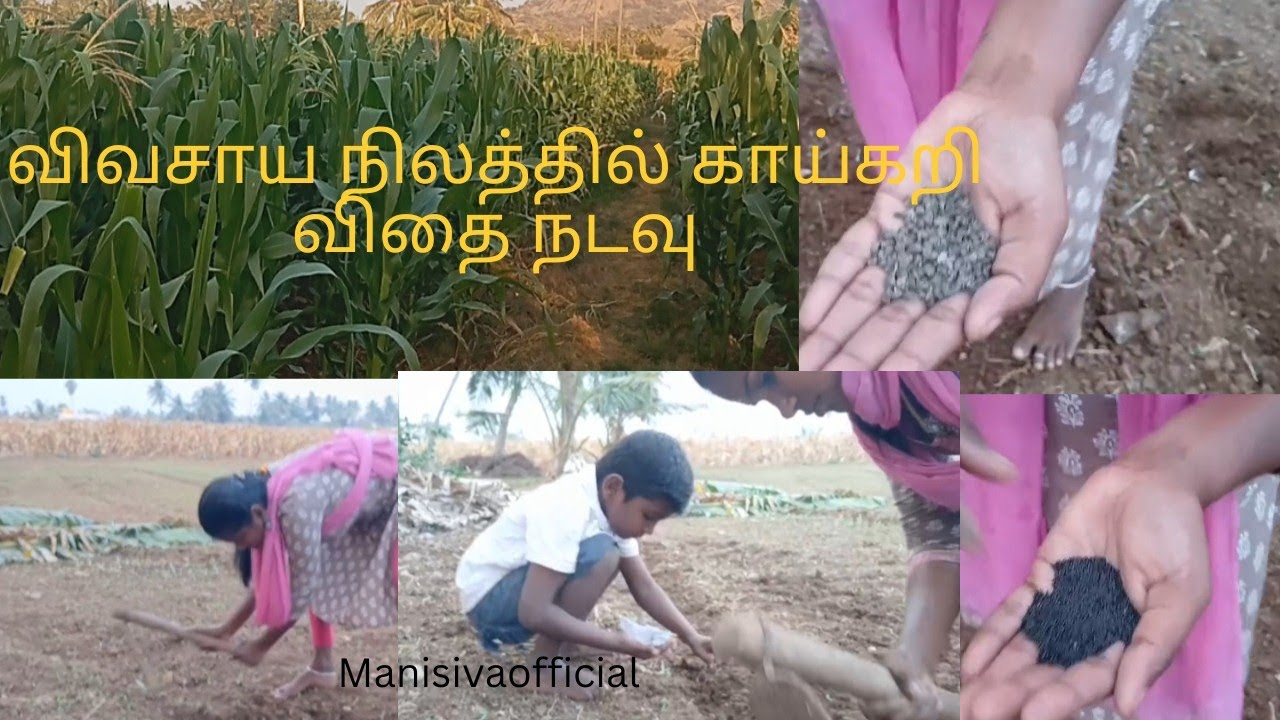 நம்ம காட்ல விதை நட்டாச்சி... 😍🍅#vivasaym#shorts#videos##vegetablesharvesting#manisivaofficial#