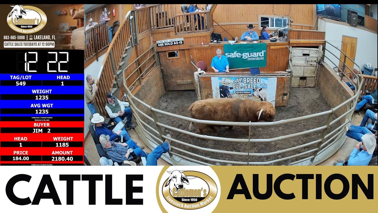 Central Florida Cattle Auction LIVE | Cattlemen’s Livestock Market | Feb 3, 2026
