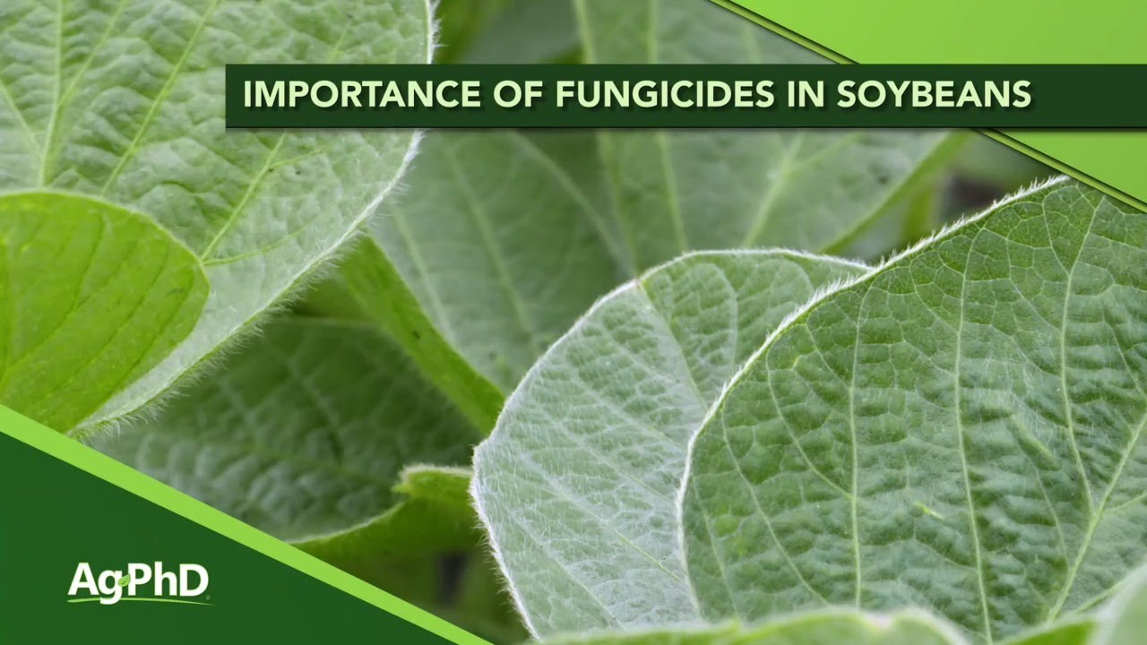Importance of Fungicides in Soybeans (From Ag PhD #1107 - Air Date 6-23-19)