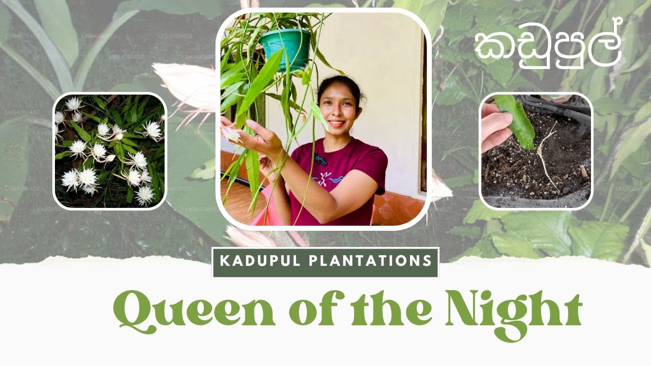 How to grow and care for Epiphyllum in sinhala 2025 / කඩුපුල් පැළයක් නිවැරදිව බඳුන්ගත කර නඩත්තු කරමු