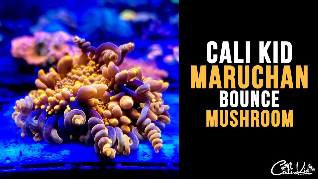 Cali Kid Maruchan Bounce Mushroom