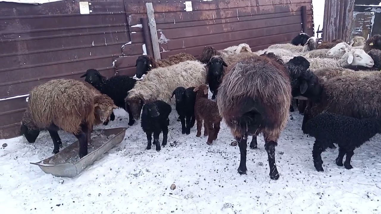 Зимний окот, почему нужно переводить окот на весну.