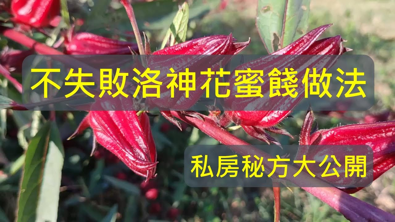 [植藝佳]洛神花蜜餞 洛神花茶 洛神花果露 洛神花去籽方法 鹽殺青法 青脆爽口 私房袐方大公開!