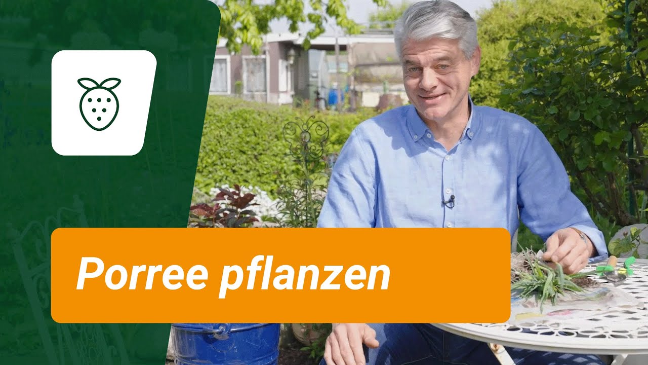 Porree pflanzen: Das müsst ihr wissen