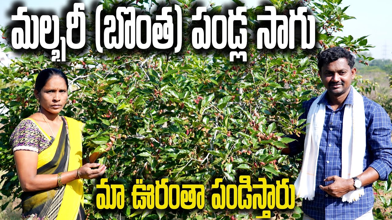 Mulberry Fruit Cultivation | బొంత పండ్లు