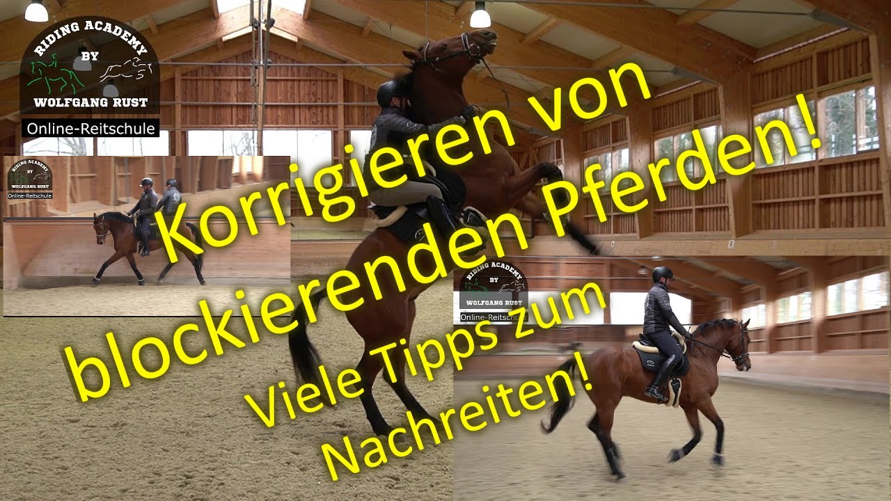 F101 Pferd blockiert und steigt. Lösungen für Reiter auf stumpfen, verrittenen Pferden Reiten Lernen