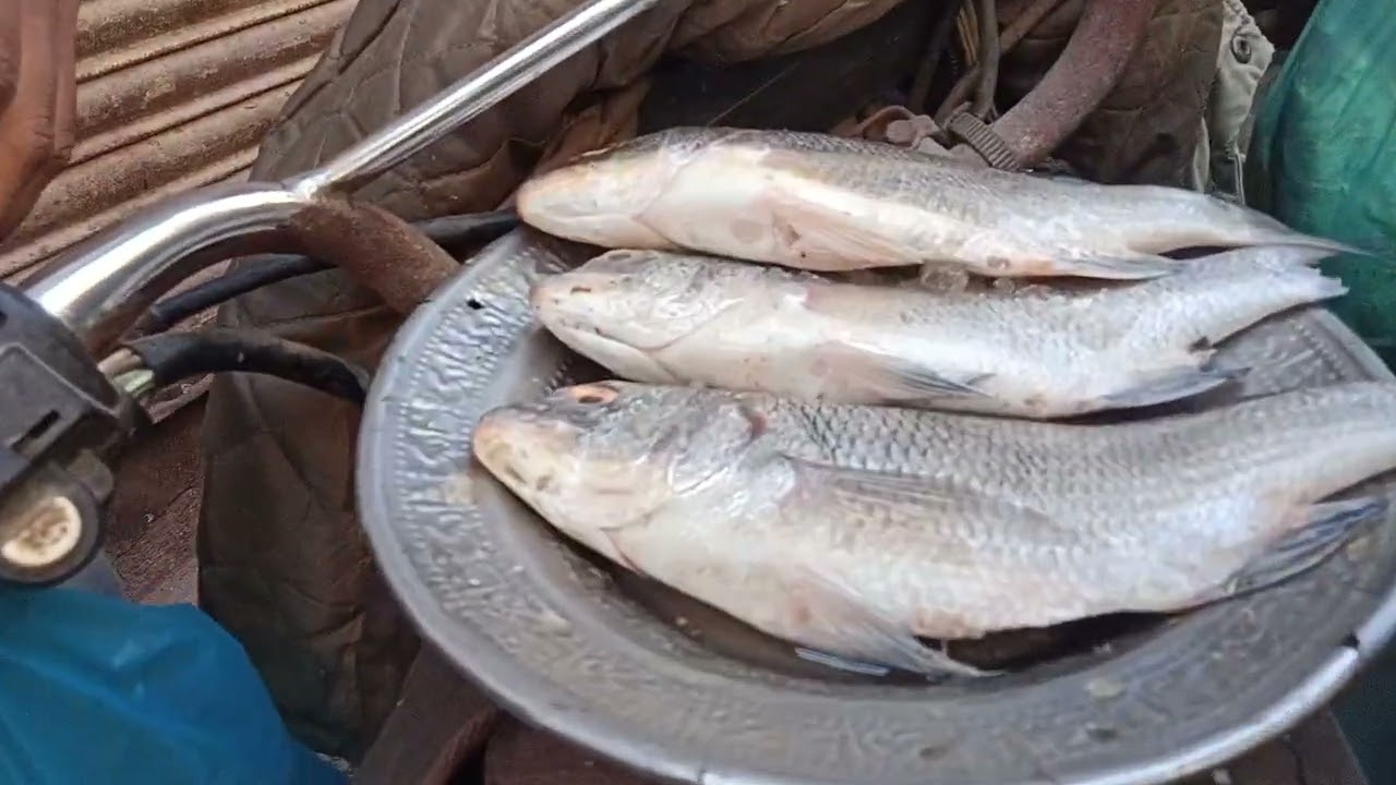 FRESH KANGHA AND FRESH BOE AND FRESH SINGHADA 