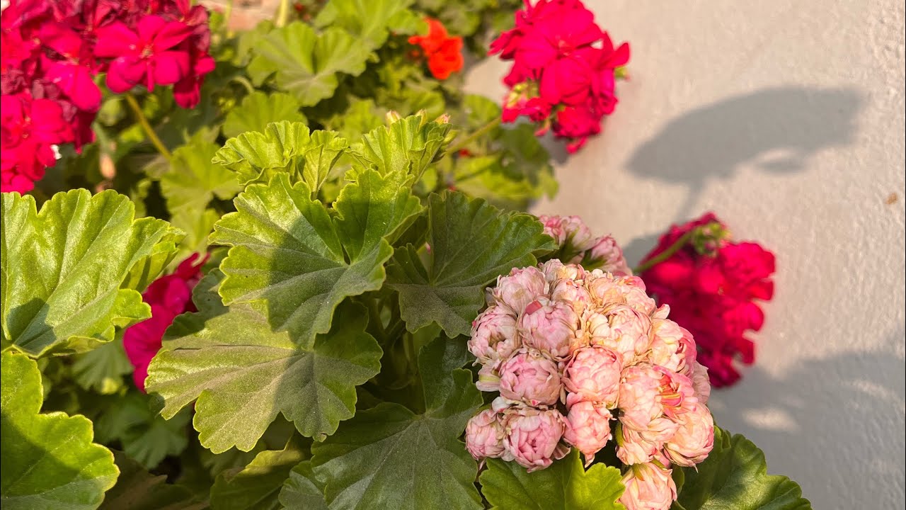 Geranium and other plants update