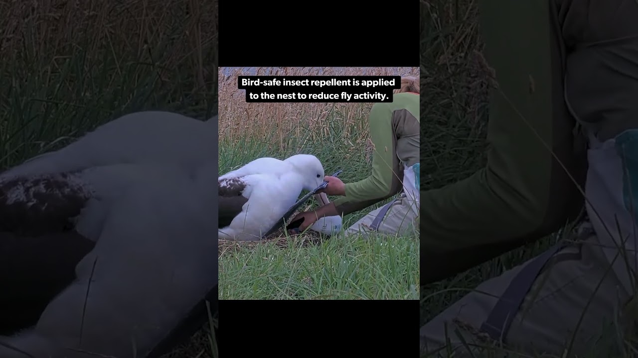 Northern Royal Albatross Egg Begins Hatching!  #birds #albatross #birdcam