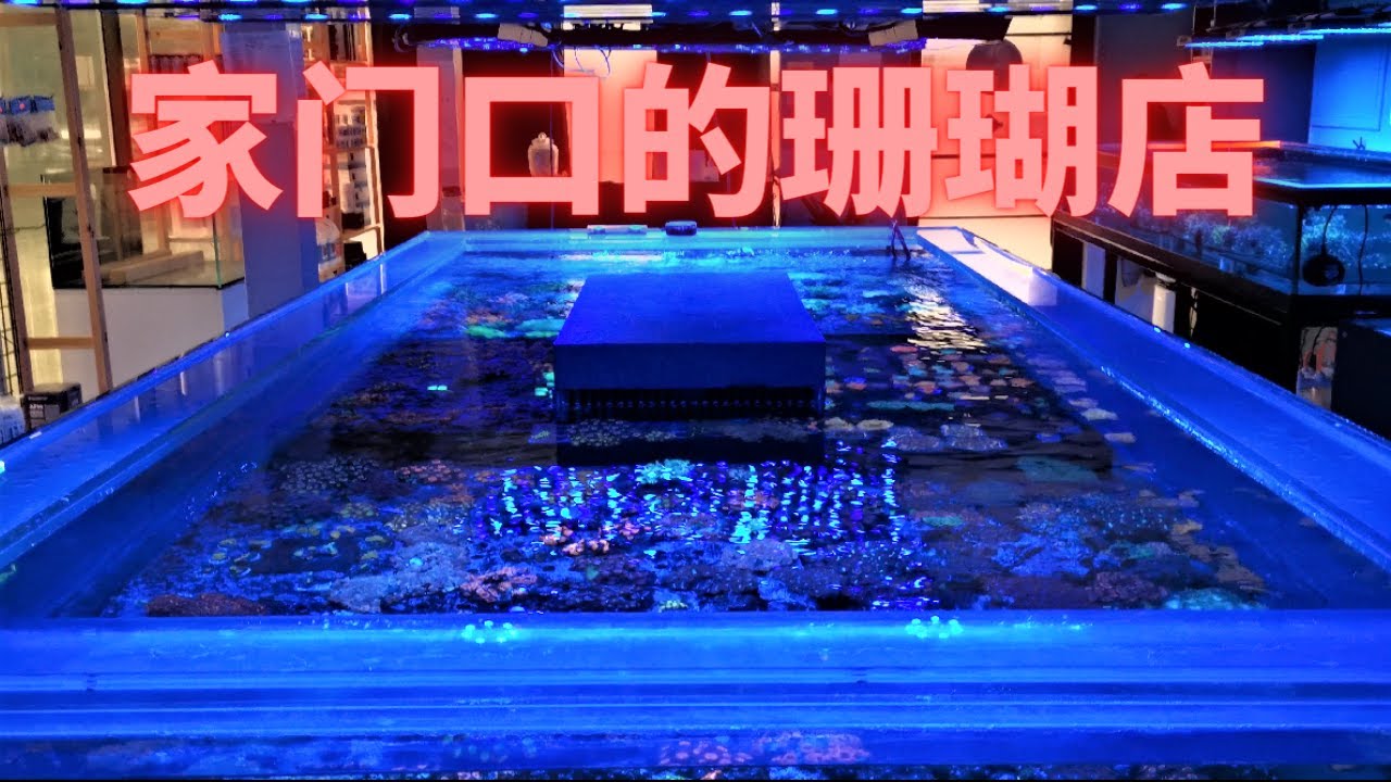探店家门口的珊瑚店