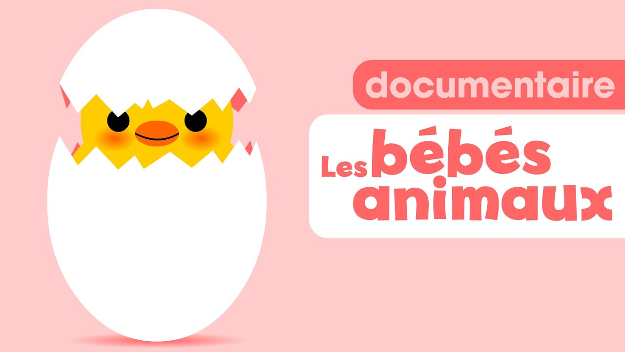 Les bébés animaux 👶👶👶 Petit documentaire pour enfant de maternelle et bébés à la crèche