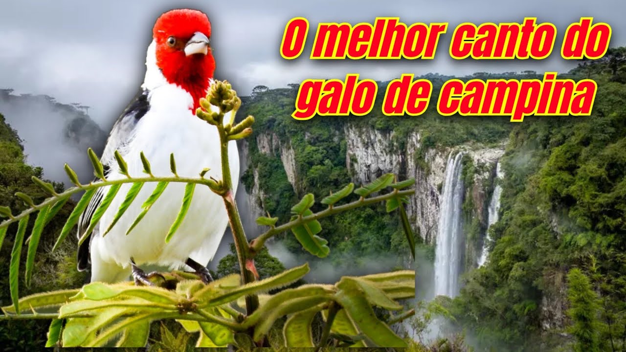 Canto do galo de campina Açoite selvagem para esquentar e encartar