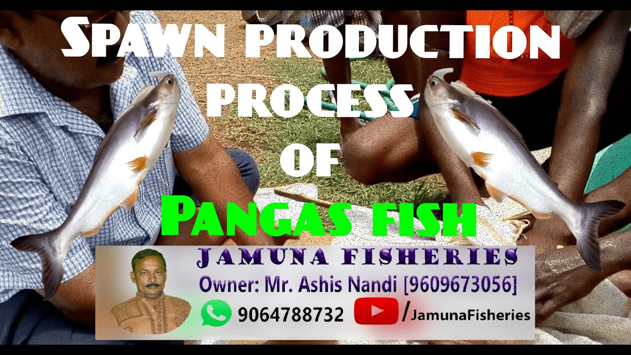 Spawn production process of Pangas fish (Pangasius pangasius) in Bankura,West Bengal, India.[HINDI]