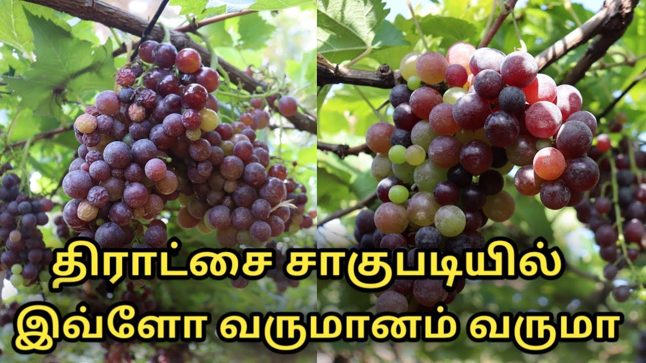 திராட்சை சாகுபடி | grapes cultivation in Tamil | Uzhavan Magan | thirachai sedi Valarppu