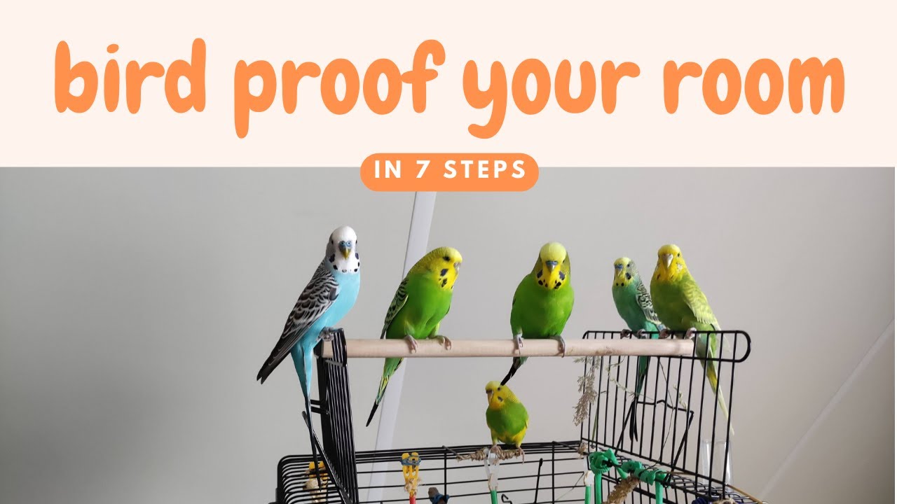 How to Bird Proof A Room: Try These 7 Steps
