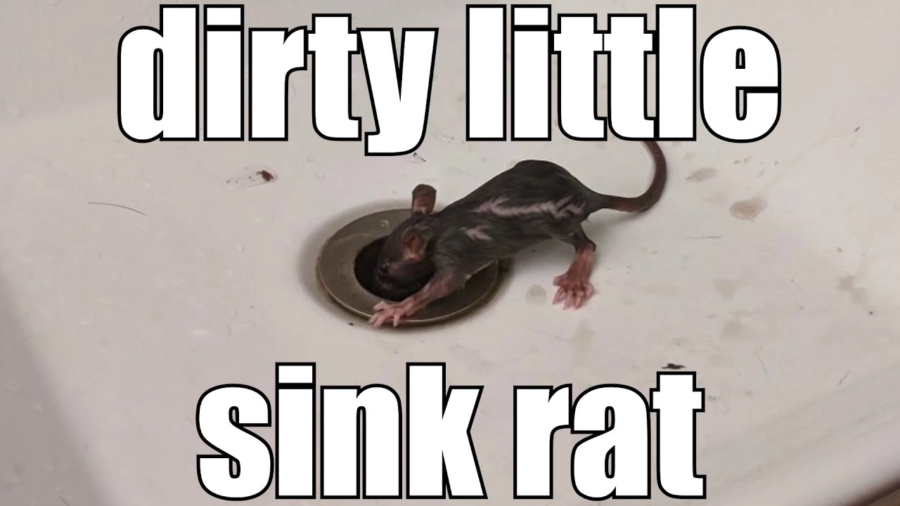 dirty little sink rat