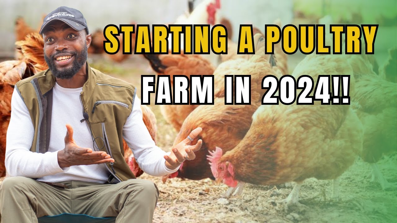 STARTING A POULTRY FARM AS A BUSINESS IN AFRICA: Most Important Things To Consider