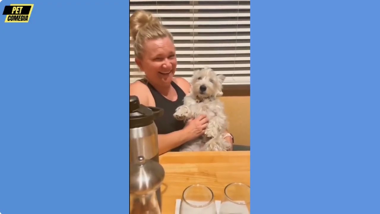 Hilarious Funny Dog Compilation| Cutest and Funniest Dogs Ever! Compilation #42 | Pet Comedia