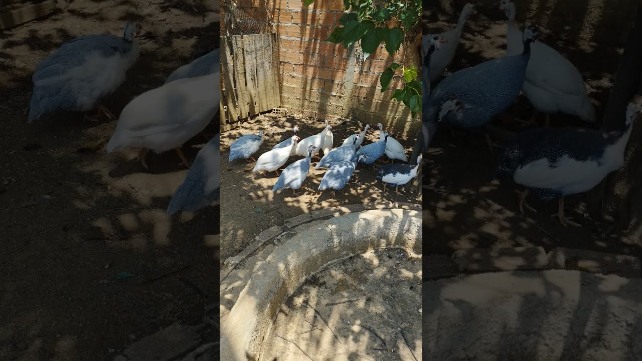 Meu Deus eu Comprei mesmo!! 