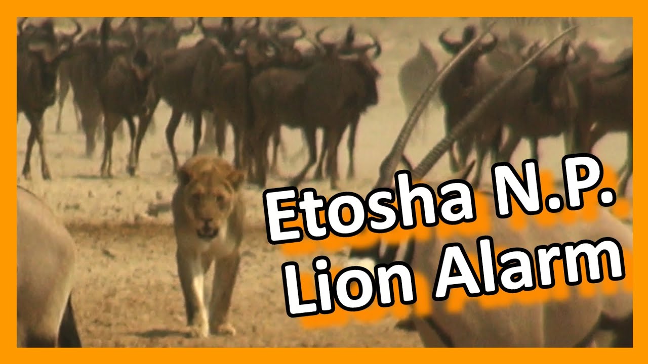 Namibia - Etosha National Park - Lion Alarm