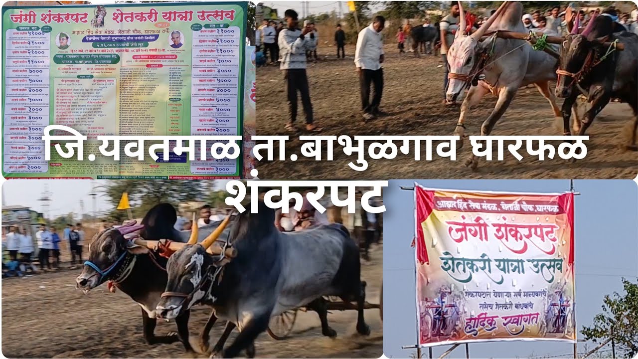 जि.यवतमाळ ता.बाभुळगाव घारफळ शंकरपट ]Gharfal Shankar Pat #bailgadasharyat Shankar Pat Gharfal