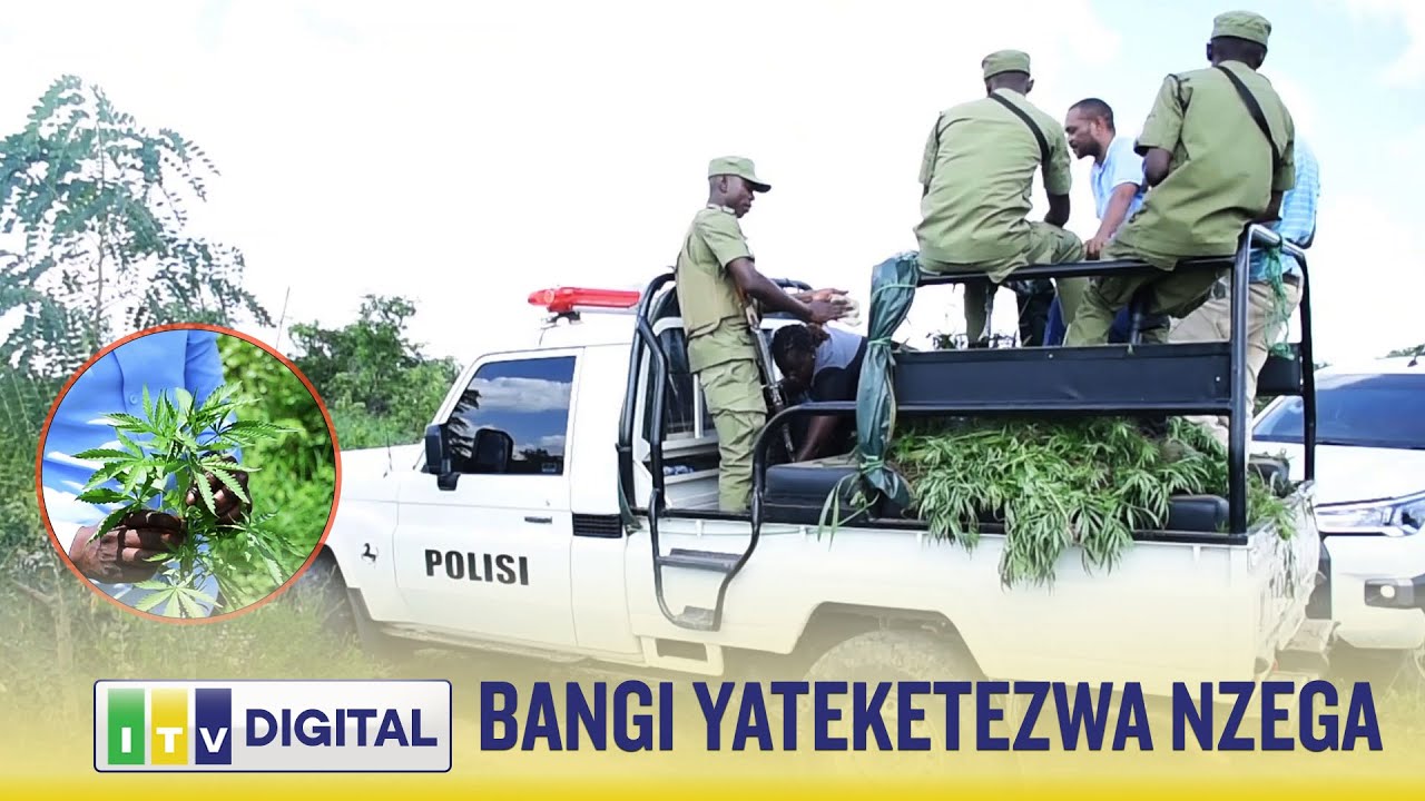 MASHAMBA YA BANGI YATEKETEZWA NZEGA