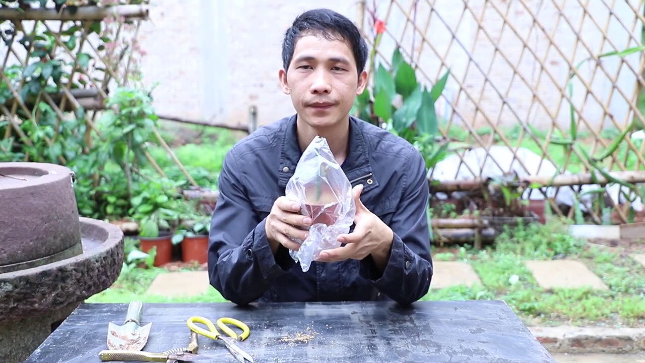 月季扦插，用一种介质，加一个动作，成活率98%