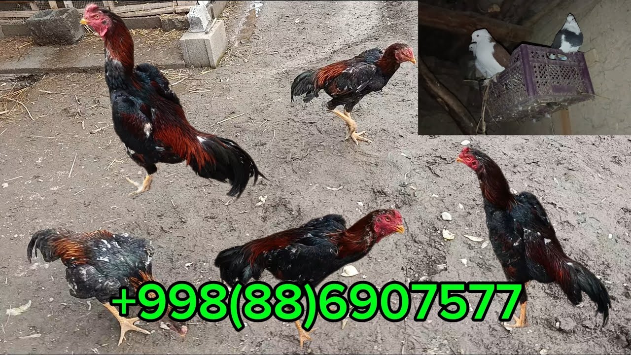 Mana aka ukalar sizlar uchun! Xoʻrozlar obzori! Like bosib obuna boʻlamiz! +998(88)6907577