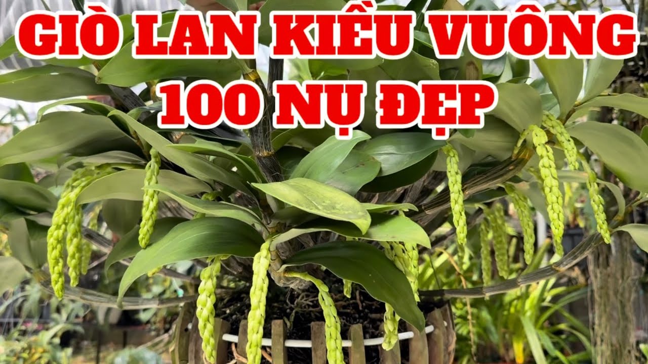 Lan thủy tiên đang nụ đẹp-0834608769-LAN RỪNG LÂM ĐỒNG@lanrunglamdong 