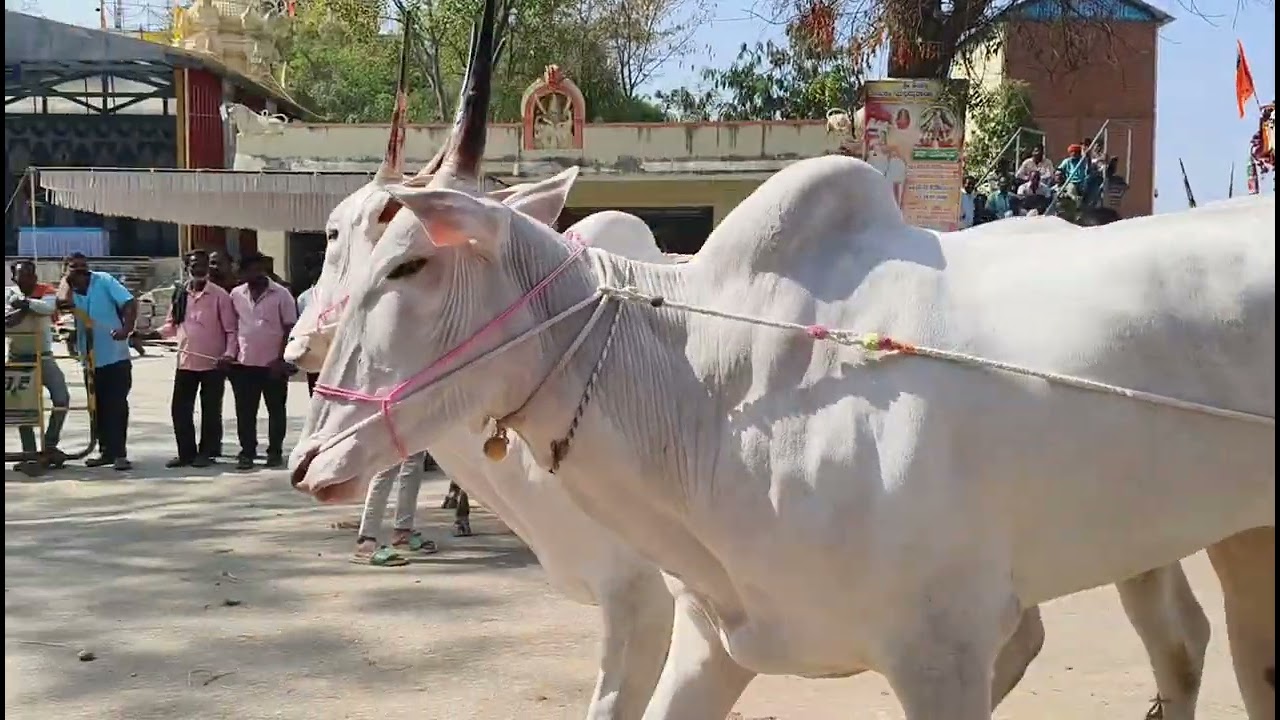 ಸಾತನೂರು ಬೆಟ್ಟ. ಮಂಡ್ಯ. ಶ್ರೀ ಕಂಬದ ನರಸಿಂಹ ಸ್ವಾಮಿ ಬ್ರಹ್ಮ ರಥೋತ್ಸವ ಪ್ರಯುಕ್ತ ನಡೆದ ಭಾರಿ ದನಗಳ ಜಾತ್ರೆ..... 🎉💥🚩