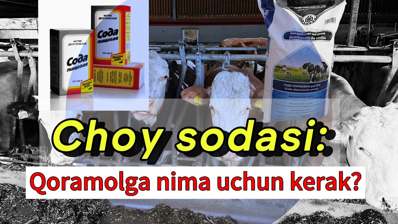 Ozuqa sodasi, choy sodasi. Yuqori mahsuldorlik sari yana bir qadam #idealagrar #chorva #ozuqa