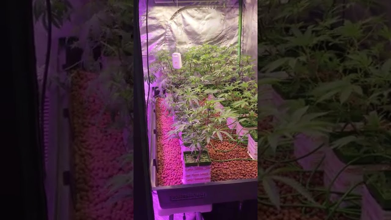 defoliated  plants getting ready for flip. look at the growth in only 2 weeks!