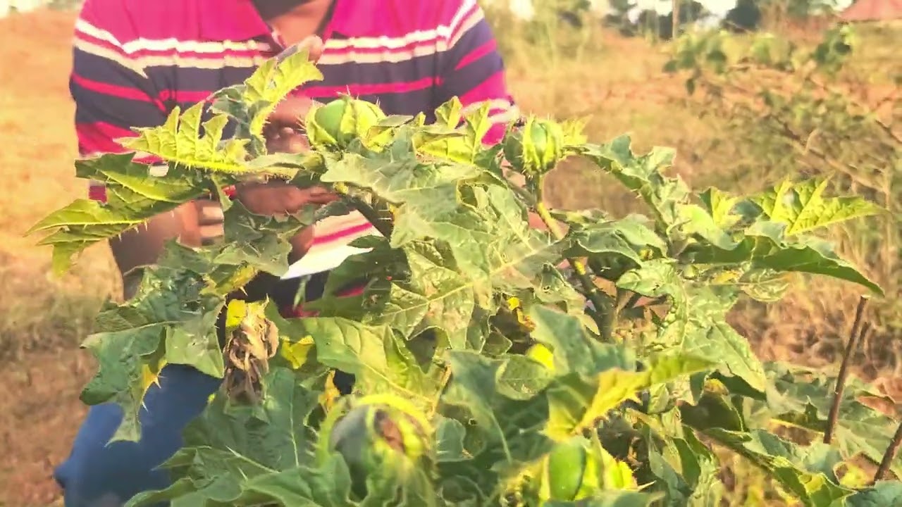 Mbogo egwe wala mukozese wegobeko abalabebo.