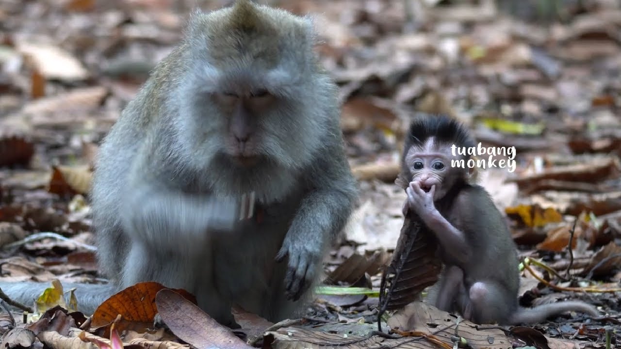 Близость между матерью и ребенком #cutemonkeychild